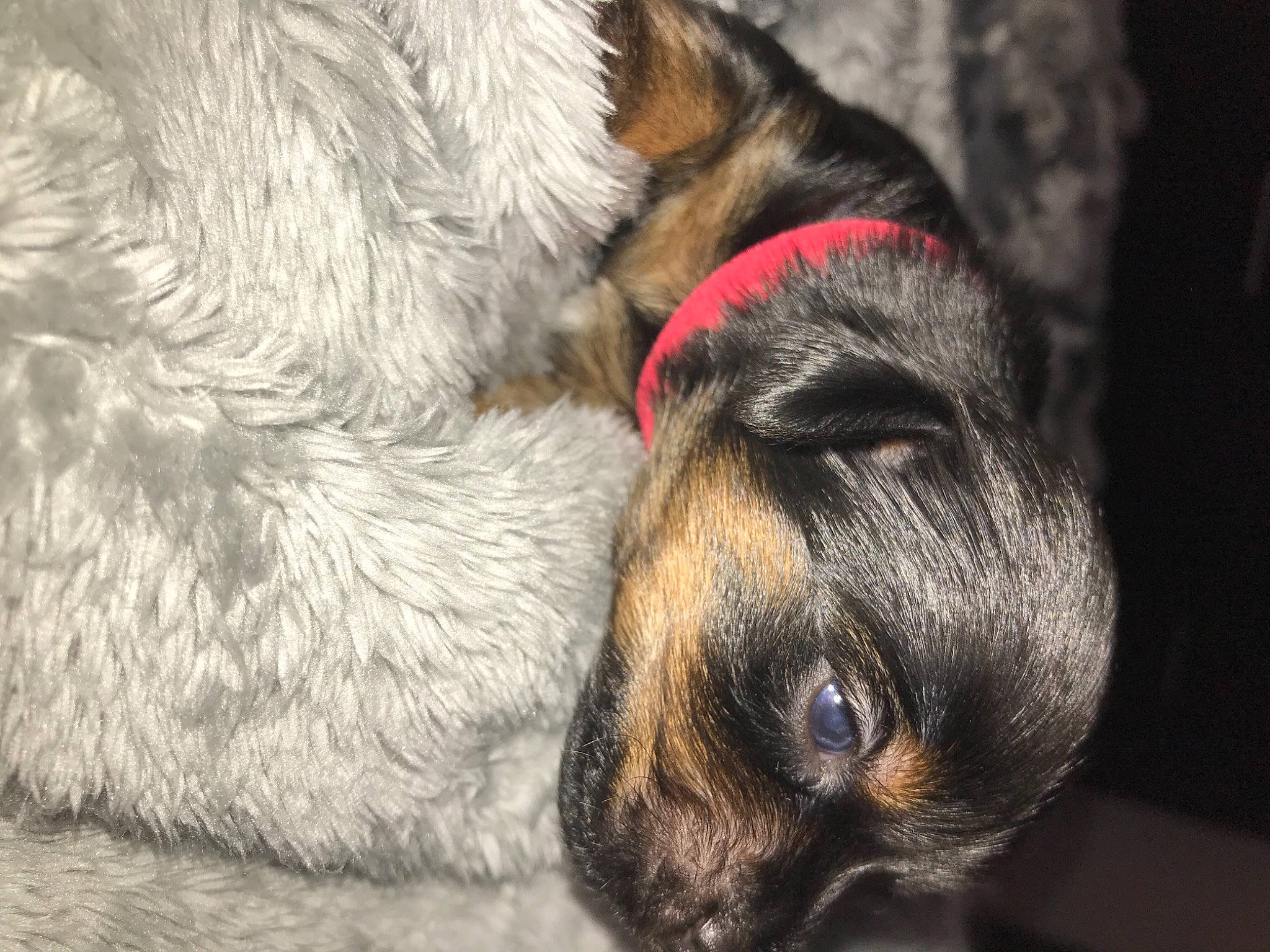 Lala is registered to the contest to win money with this photo: canidae, carnivore, companion_dog, dog, dog_breed, ear, fawn, fur, grey, paw, snout, sporting_group, terrestrial_animal, whiskers, wildlife, working_dog