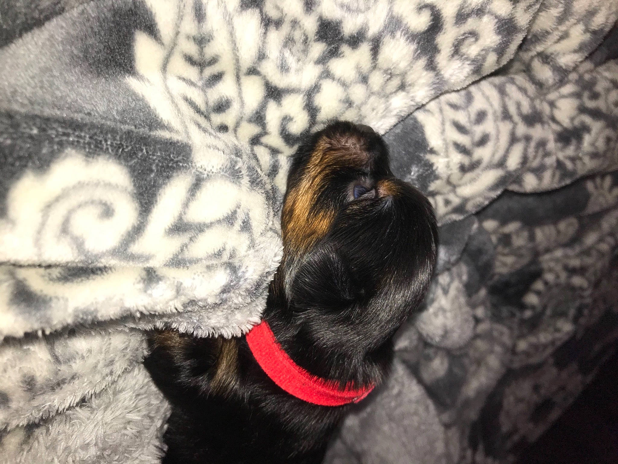 Lala joined the competition — help win amazing prizes! canidae, carnivore, comfort, companion_dog, dog, dog_breed, dog_collar, ear, fawn, fur, head, liver, paw, plant, snout, sporting_group, tail, terrestrial_animal, whiskers, working_animal