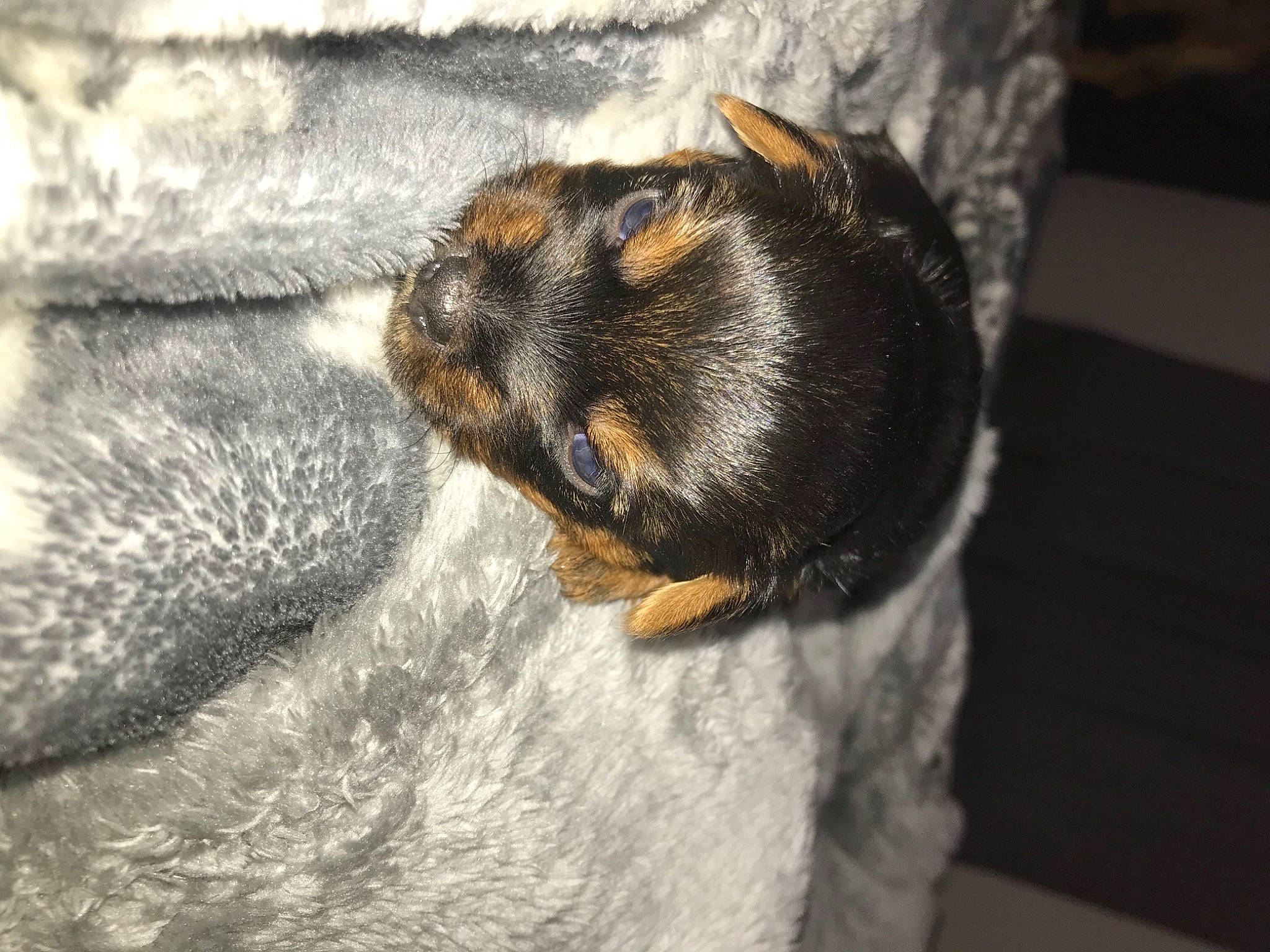 Lala is registered to the contest to win money with this photo: carnivore, claw, dog_breed, domestic_short_haired_cat, felidae, fur, grey, guard_dog, macro_photography, membrane_winged_insect, paw, rock, small_to_medium_sized_cats, snout, sporting_group, tail, terrestrial_animal, whiskers, wildlife, wood