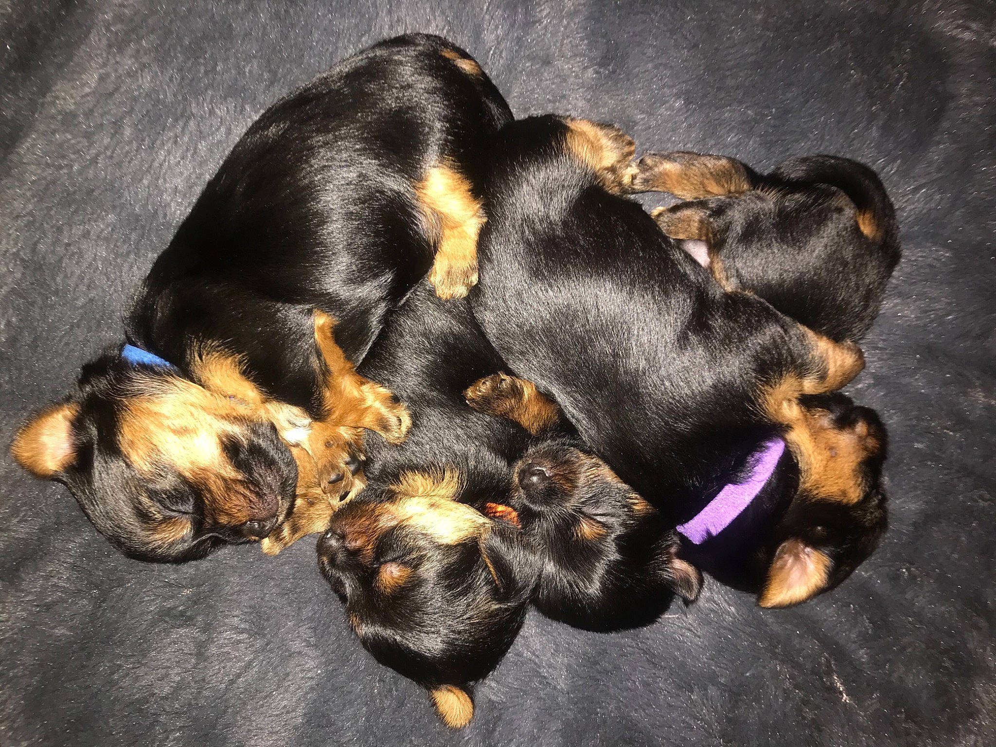 Lala joined the competition — help win amazing prizes! carnivore, comfort, companion_dog, dog, dog_breed, guard_dog, paw, sporting_group, tail, terrestrial_animal, working_dog