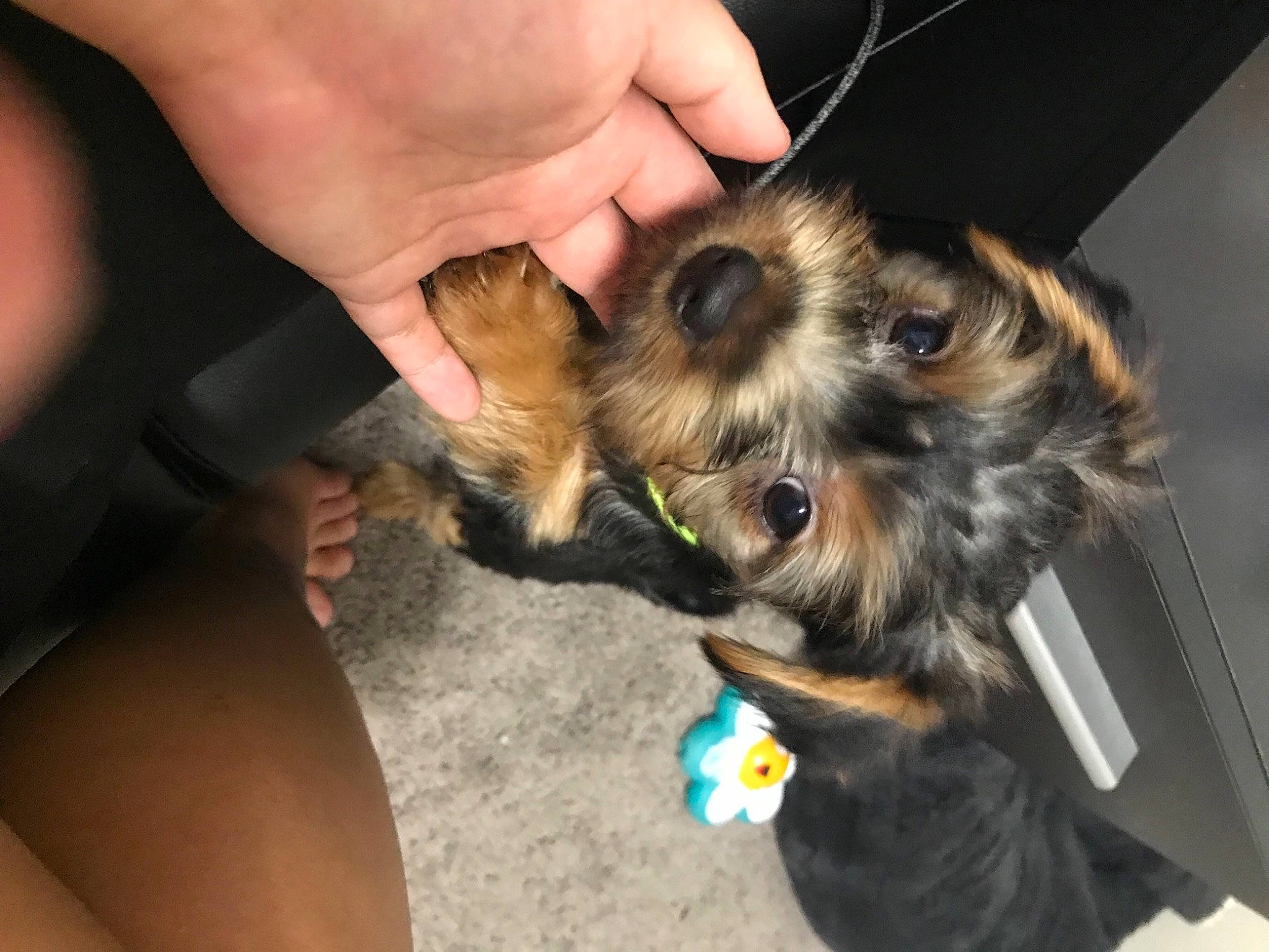 Pumpkin is registered to the contest to win money with this photo: canidae, carnivore, claw, companion_dog, dog, dog_breed, ear, fawn, felidae, finger, fur, nail, paw, small_terrier, small_to_medium_sized_cats, snout, sporting_group, toy_dog, whiskers, working_animal