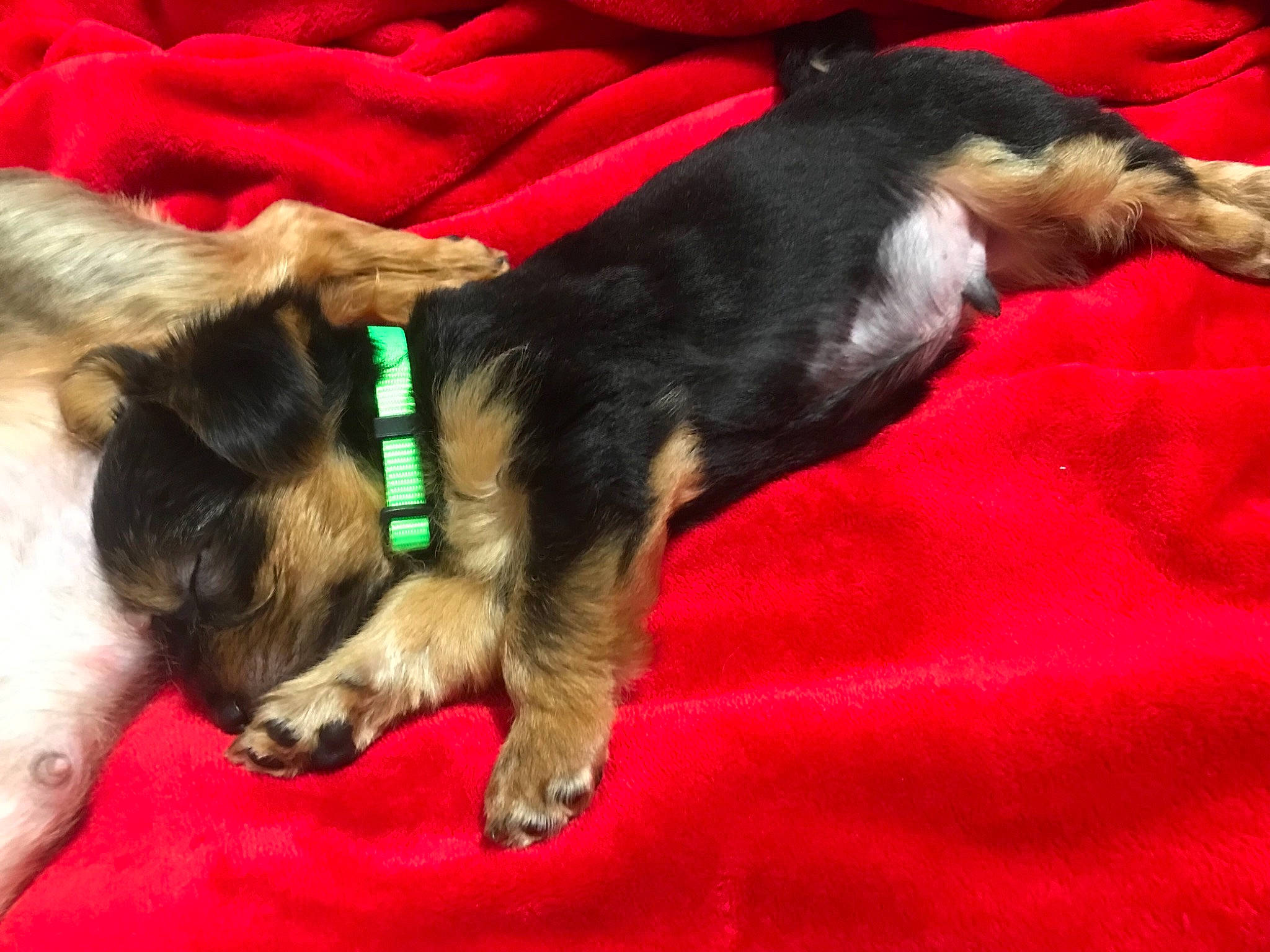 Pumpkin joined the competition — help win amazing prizes! canidae, carnivore, comfort, companion_dog, dog, dog_breed, fur, linens, nap, paw, sleep, snout, sporting_group, tail, working_animal