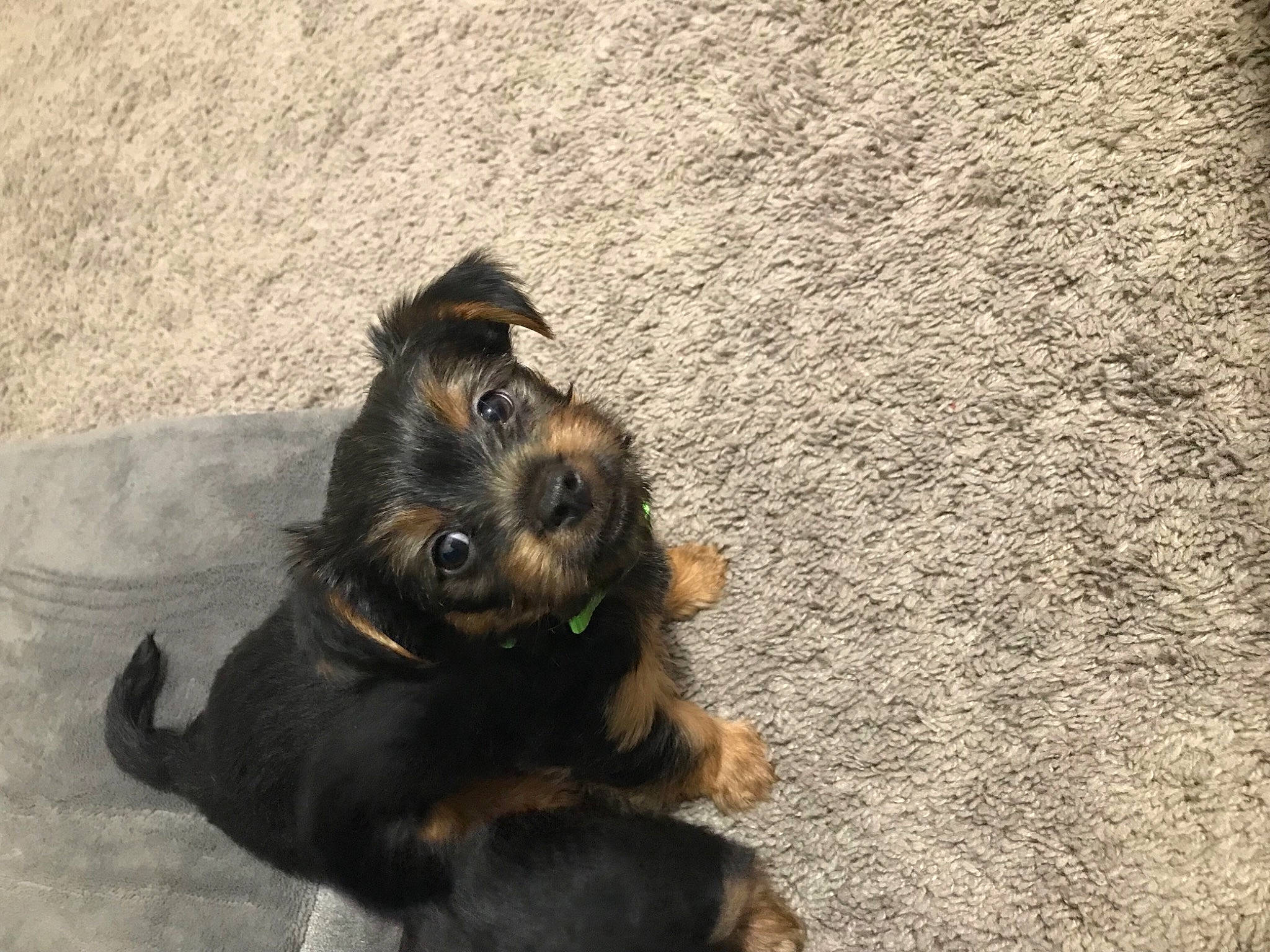 Pumpkin joined the competition — help win amazing prizes! asphalt, canidae, carnivore, companion_dog, concrete, dog, dog_breed, fur, liver, paw, road_surface, shadow, small_terrier, snout, sporting_group, terrestrial_animal, terrier, toy_dog, working_animal, working_dog