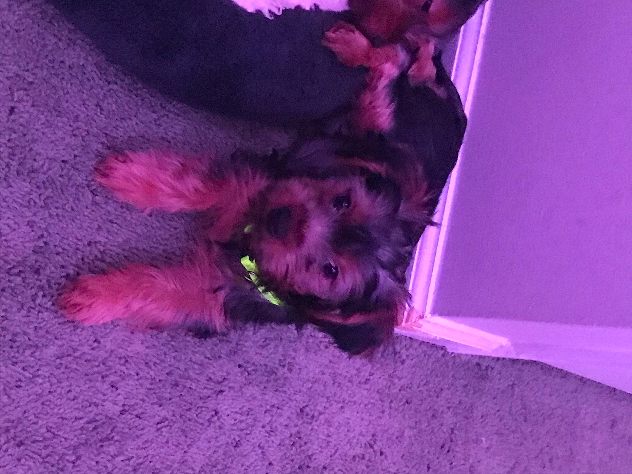 Pumpkin is registered to the contest to win money with this photo: canidae, carnivore, companion_dog, dog, dog_breed, felidae, foot, fur, liver, magenta, paw, pink, purple, sporting_group, tail, terrier, toy_dog, violet, whiskers, working_animal