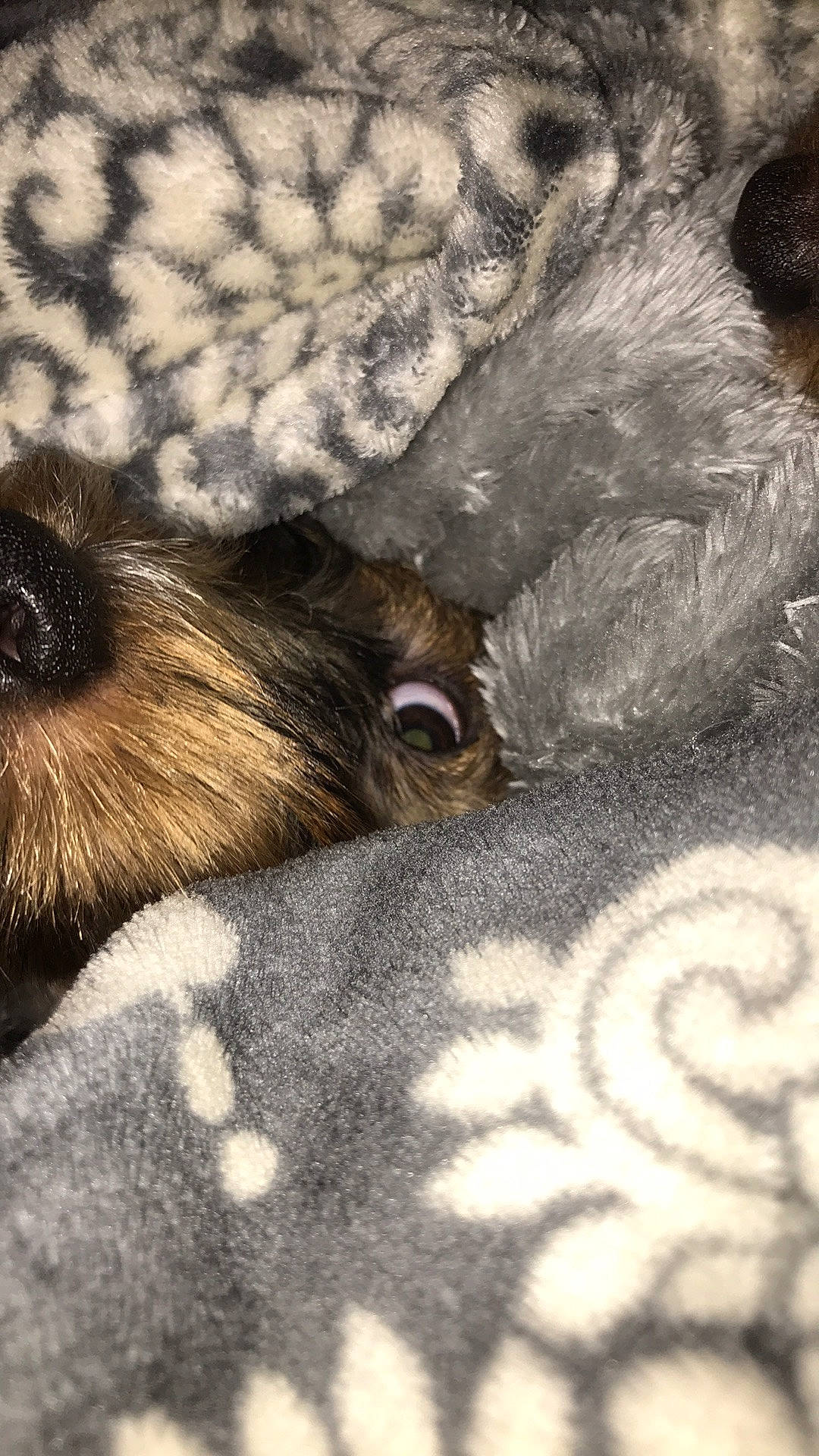 Angel joined the competition — help win amazing prizes! art, companion_dog, dog, dog_breed, fawn, felidae, flooring, fur, grey, liver, pattern, paw, small_to_medium_sized_cats, snout, tail, terrestrial_animal, textile, visual_arts, whiskers, wildlife