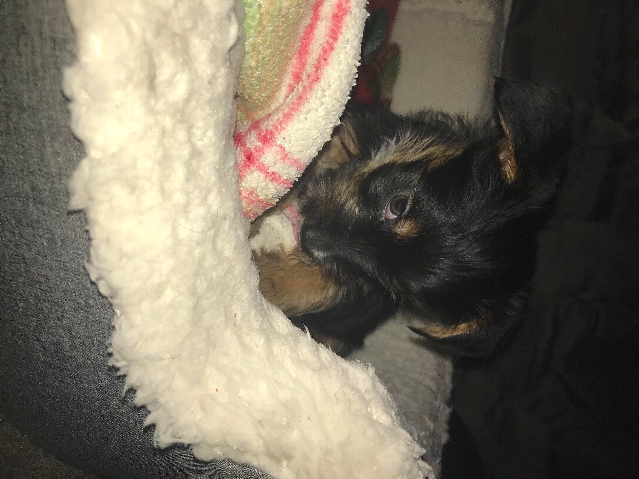 Angel joined the competition — help win amazing prizes! canidae, carnivore, claw, comfort, companion_dog, dog, dog_breed, ear, fawn, felidae, foot, fur, human_leg, paw, small_to_medium_sized_cats, snout, sporting_group, tail, tree, whiskers