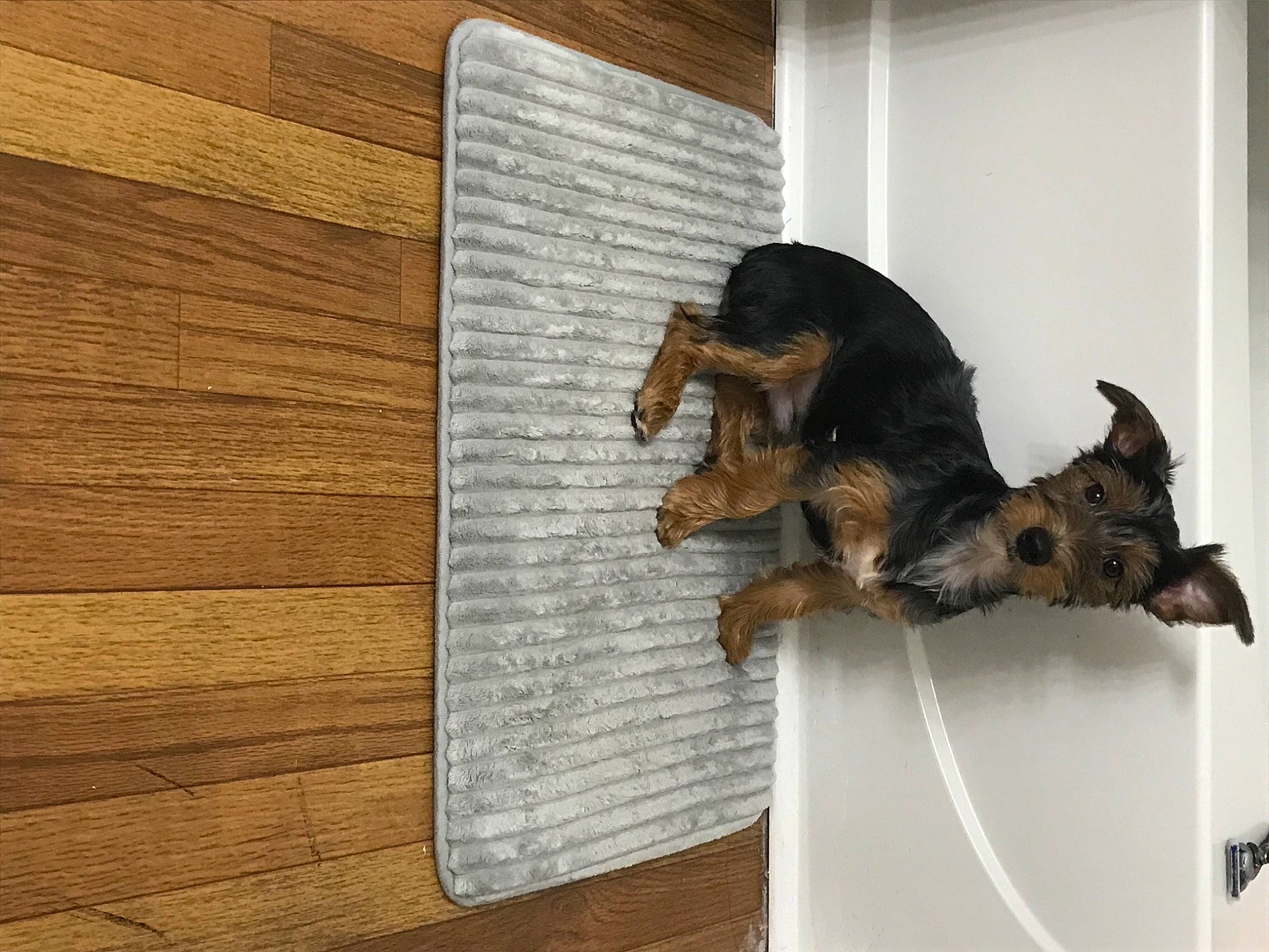 Angel is registered to the contest to win money with this photo: art, bat, carnivore, companion_dog, dog, dog_breed, fawn, felidae, flooring, hardwood, pet_supply, plank, snout, sporting_group, tail, varnish, window, wood, wood_stain, working_animal