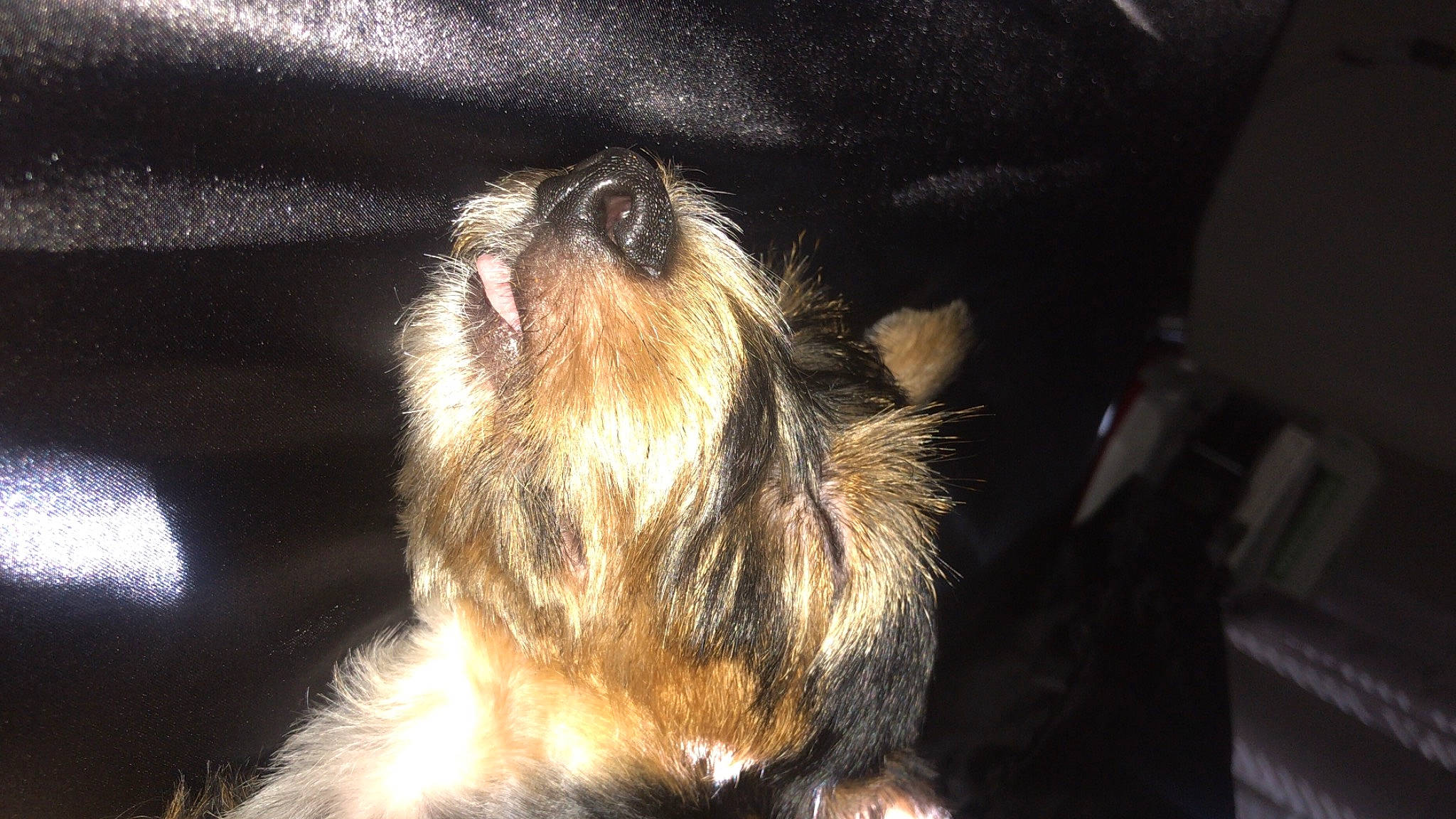 Angel is registered to the contest to win money with this photo: canidae, carnivore, claw, companion_dog, dog, dog_breed, facial_hair, fawn, fur, heat, liver, paw, puppy, small_terrier, snout, sporting_group, tail, terrier, toy_dog, whiskers