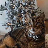 Jeff joined the competition — help win amazing prizes! cat, tabby, bow_tie, christmas_tree, holiday, decorations, lights, indoor, knit_blanket, furniture, pet, animal, cute, relaxing, cozy, feline, whiskers, ears, eyes, soft_light