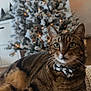 cat, tabby, bow_tie, christmas_tree, holiday, decorations, lights, indoor, knit_blanket, furniture, pet, animal, cute, relaxing, cozy, feline, whiskers, ears, eyes, soft_light