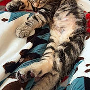 Kanga joined the competition — help win amazing prizes! kitten, cat, sleeping, tabby, striped, paw, feline, fur, resting, blanket, cozy, cute, animal, pet, indoor, closeup, soft, relaxed, napping, young