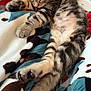 kitten, cat, sleeping, tabby, striped, paw, feline, fur, resting, blanket, cozy, cute, animal, pet, indoor, closeup, soft, relaxed, napping, young