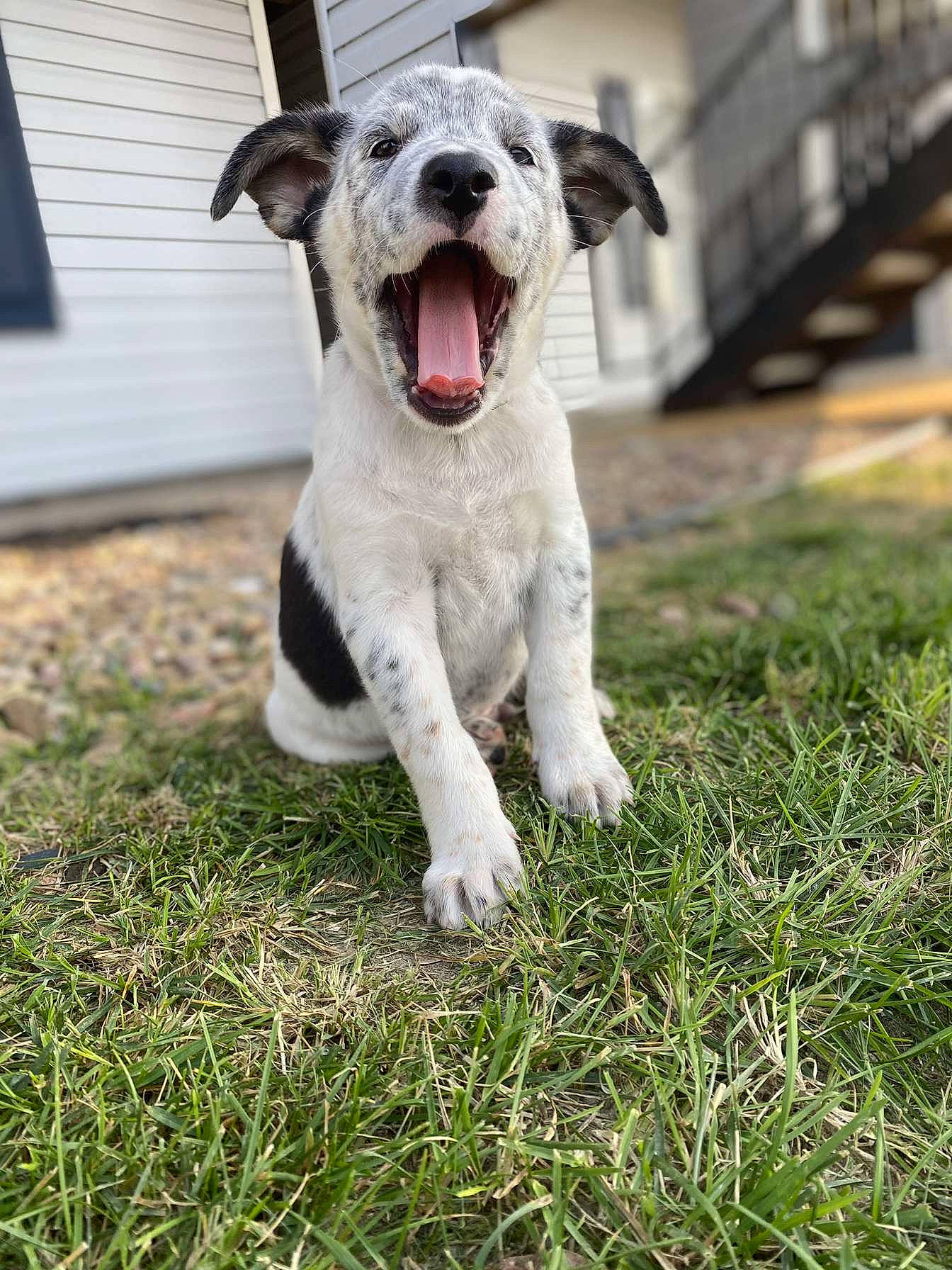 Buck joined the competition — help win amazing prizes! animal, architecture, backyard, ball, building, canine, dog, football, grass, lawn, nature, outdoors, pet, plant, puppy, shelter, soccer, soccerball, sport, yard