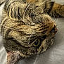 cat, tabby, close_up, fur, whiskers, eye, ear, pet, animal, sleeping, resting, cute, domestic, feline, laying, soft_light, texture, indoor, relaxation, mammal