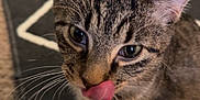 Tigger is registered to the contest to win money with this photo: cat, tabby, tongue, licking, pet, indoor, carpet, fur, whiskers, ears, animal, cute, closeup, floor, pattern, domestic, playful, young, feline, sitting