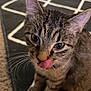 animal, carpet, cat, closeup, cute, domestic, ears, feline, floor, fur, indoor, licking, pattern, pet, playful, sitting, tabby, tongue, whiskers, young