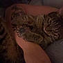 cat, tabby, tattoo, arm, hand, pet, indoor, relaxed, feline, animal, cozy, resting, fur, claw, skin, human, closeup, comfort, dark, intimate