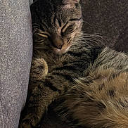 Tigger is registered to the contest to win money with this photo: cat, tabby, sleeping, feline, pet, cozy, cushion, indoor, fur, whiskers, paw, resting, cute, animal, relaxation, closeup, comfort, soft, mammal, domestic