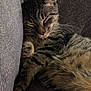 cat, tabby, sleeping, feline, pet, cozy, cushion, indoor, fur, whiskers, paw, resting, cute, animal, relaxation, closeup, comfort, soft, mammal, domestic
