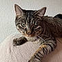 animal, cat, close_up, cute, domestic_cat, feline, fur, home, indoor, mammal, paw, pet, relaxed, resting, soft_surface, striped, tabby_cat, texture, wall, whiskers