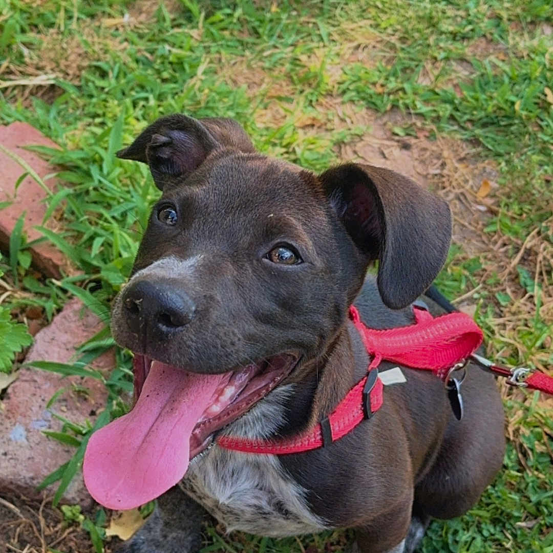 Taz is registered to the contest to win money with this photo: accessories, animal, canine, clothing, dog, face, footwear, grass, head, lawn, outdoors, person, pet, photography, plant, portrait, puppy, shoe, soil, strap