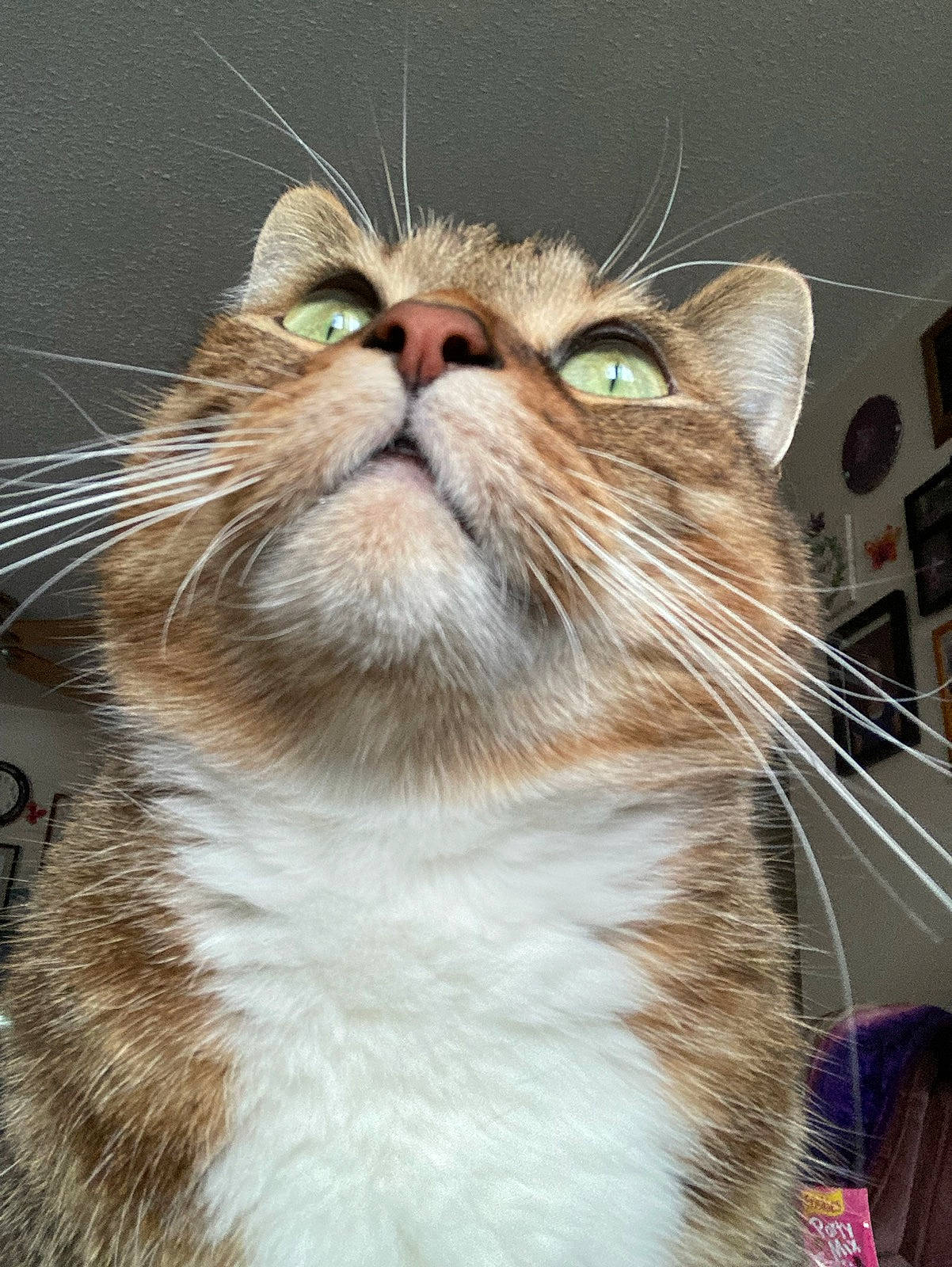 Wheats joined the competition — help win amazing prizes! carnivore, cat, domestic_short_haired_cat, ear, fang, fawn, felidae, fur, iris, small_to_medium_sized_cats, snout, terrestrial_animal, whiskers, wildlife, window