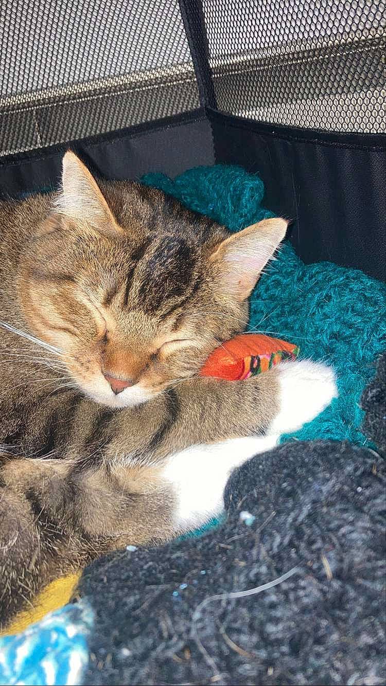 Wheats joined the competition — help win amazing prizes! art, carnivore, cat, cat_supply, claw, comfort, couch, domestic_short_haired_cat, fawn, felidae, fur, grass, nap, paw, sleep, small_to_medium_sized_cats, snout, tail, textile, whiskers