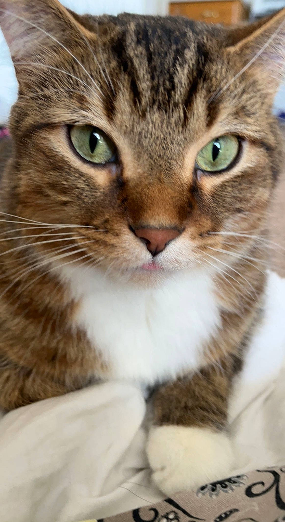 Wheats joined the competition — help win amazing prizes! carnivore, cat, claw, domestic_short_haired_cat, felidae, fur, grass, paw, small_to_medium_sized_cats, snout, terrestrial_animal, whiskers, wildlife