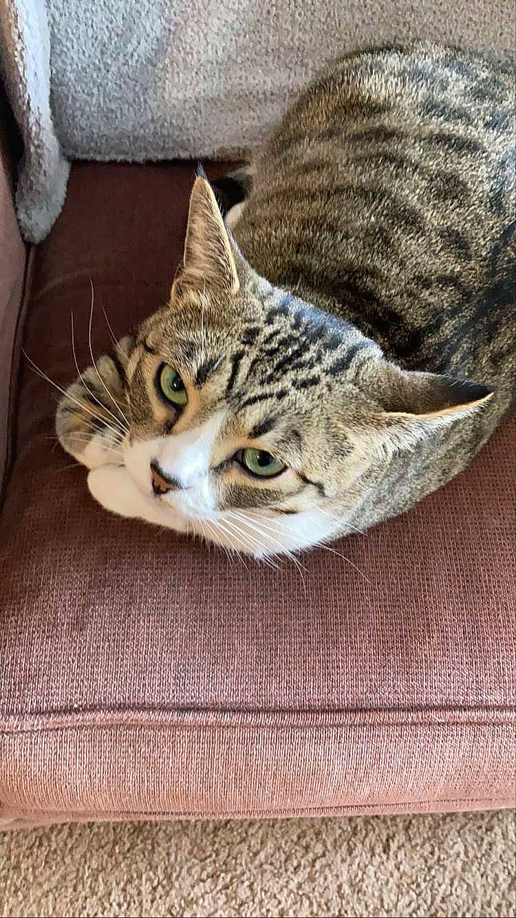 Penelope is registered to the contest to win money with this photo: carnivore, cat, cat_supply, comfort, domestic_short_haired_cat, door, felidae, fur, grey, pattern, paw, sitting, small_to_medium_sized_cats, snout, tail, terrestrial_animal, whiskers, window, wood, woven_fabric