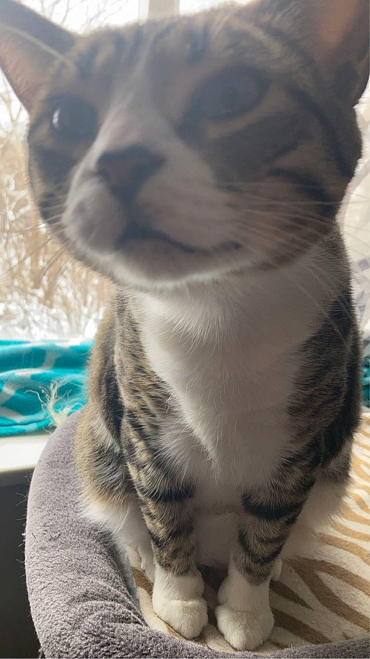 Penelope joined the competition — help win amazing prizes! carnivore, cat, companion_dog, dog_breed, domestic_short_haired_cat, felidae, fur, paw, photography, small_to_medium_sized_cats, snout, tail, terrestrial_animal, whiskers, wildlife, window