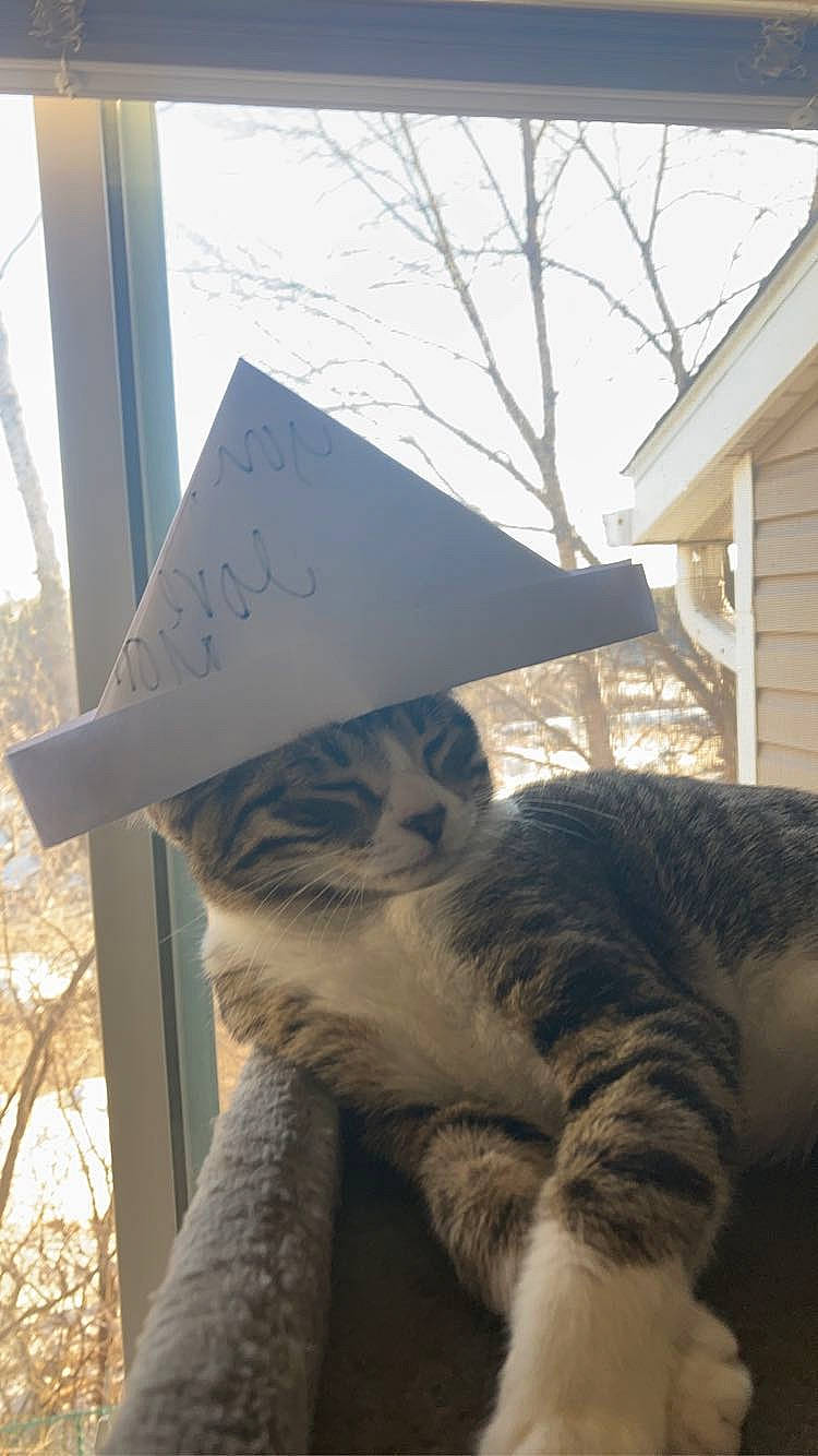 Penelope joined the competition — help win amazing prizes! art, carnivore, cat, domestic_short_haired_cat, felidae, font, fur, grass, hat, monument, paw, plant, sky, small_to_medium_sized_cats, sun_hat, tail, tree, whiskers, winter, wood
