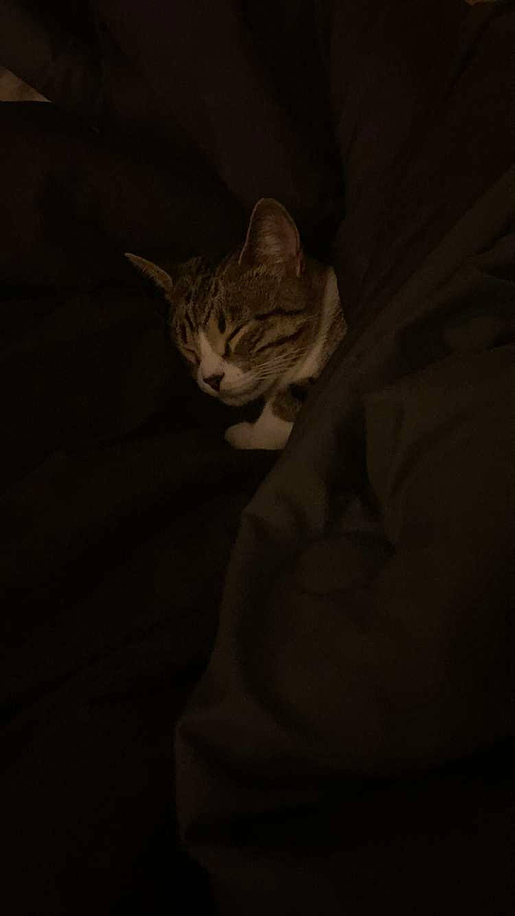 Penelope joined the competition — help win amazing prizes! carnivore, cat, comfort, darkness, domestic_short_haired_cat, felidae, fur, linens, monochrome_photography, shadow, sky, sleeve, small_to_medium_sized_cats, snout, still_life_photography, tail, terrestrial_animal, tints_and_shades, visual_arts, whiskers