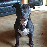 Diesel joined the competition — help win amazing prizes! american_pit_bull_terrier, american_staffordshire_terrier, bull_and_terrier, canidae, carnivore, companion_dog, dog, dog_breed, fawn, mammal, non_sporting_group, old_english_terrier, pit_bull, puppy, rare_breed_dog, snout, sporting_group, staffordshire_bull_terrier, tail, vertebrate