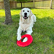 Gus is registered to the contest to win money with this photo: dog, golden_retriever, grass, frisbee, outdoor, pet, animal, playful, sunny, tree, fence, canine, happy, laying_down, summer, nature, toy, park, paw, muzzle