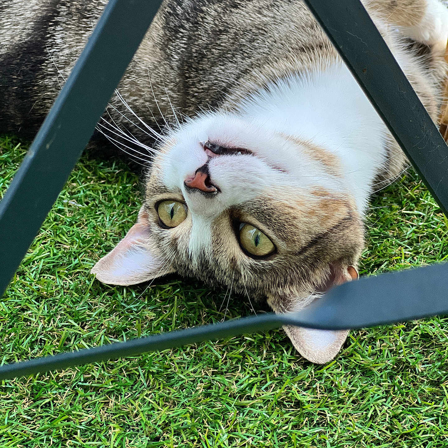 Lya a rejoint le concours — aidez-le/la à gagner de superbes lots ! abyssinian, animal, cat, chair, field, furniture, grass, grassland, hardwood, kitten, lawn, machine, manx, nature, outdoors, pet, plant, spoke, triangle, wood