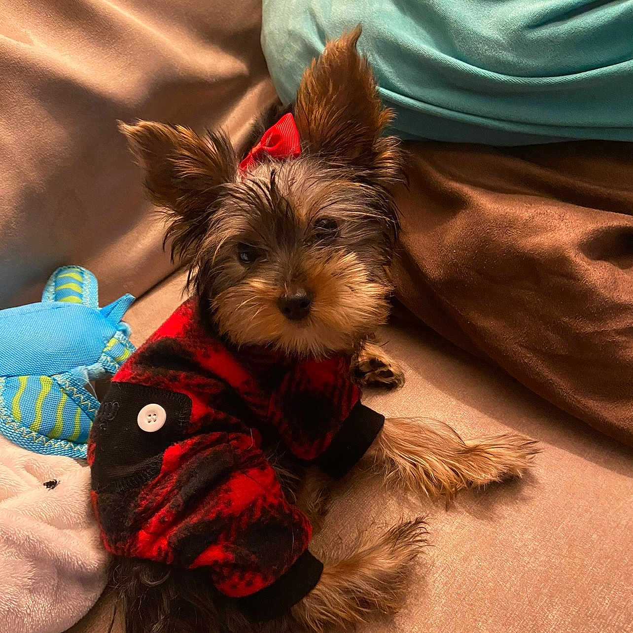 Minnie is registered to the contest to win money with this photo: alert, animal, black_fur, brown_fur, companion, couch, cozy, cushions, cute, dog, fur, indoor, pet, plaid_sweater, plush_toy, portrait, puppy, red_bow, resting, small_dog