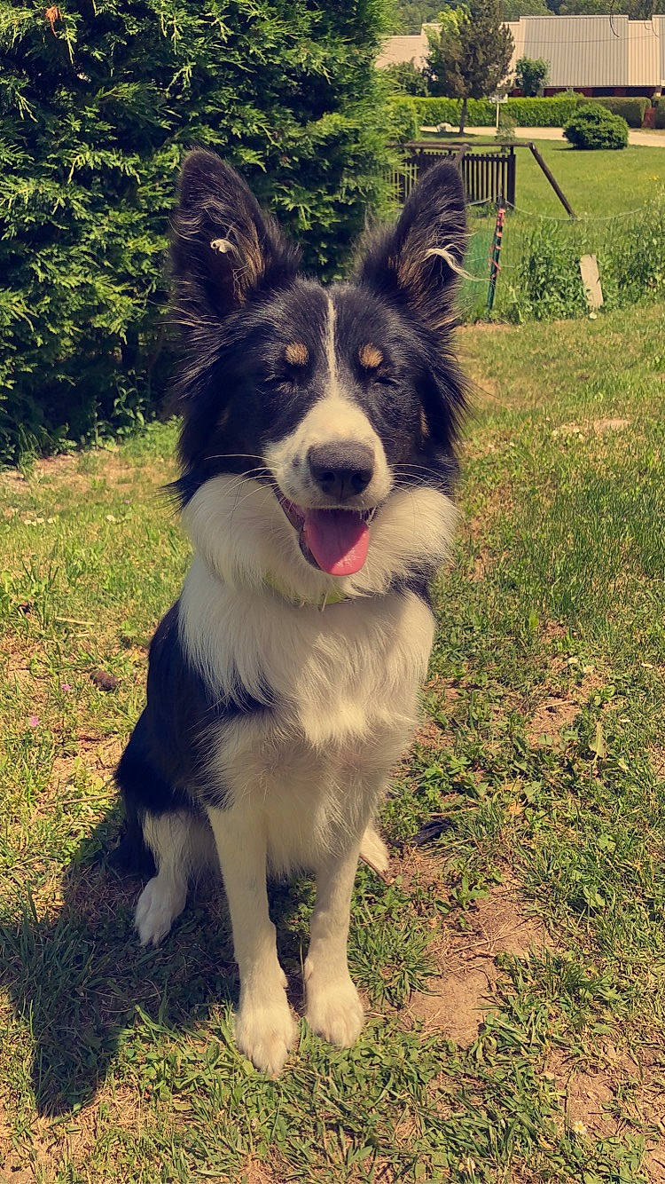 Pearly a rejoint le concours — aidez-le/la à gagner de superbes lots ! australian_collie, australian_shepherd, border_collie, canidae, carnivore, collie, companion_dog, dog, dog_breed, english_shepherd, herding_dog, mammal, miniature_australian_shepherd, rare_breed_dog, scotch_collie, snout, sporting_group, vertebrate, welsh_sheepdog, working_dog