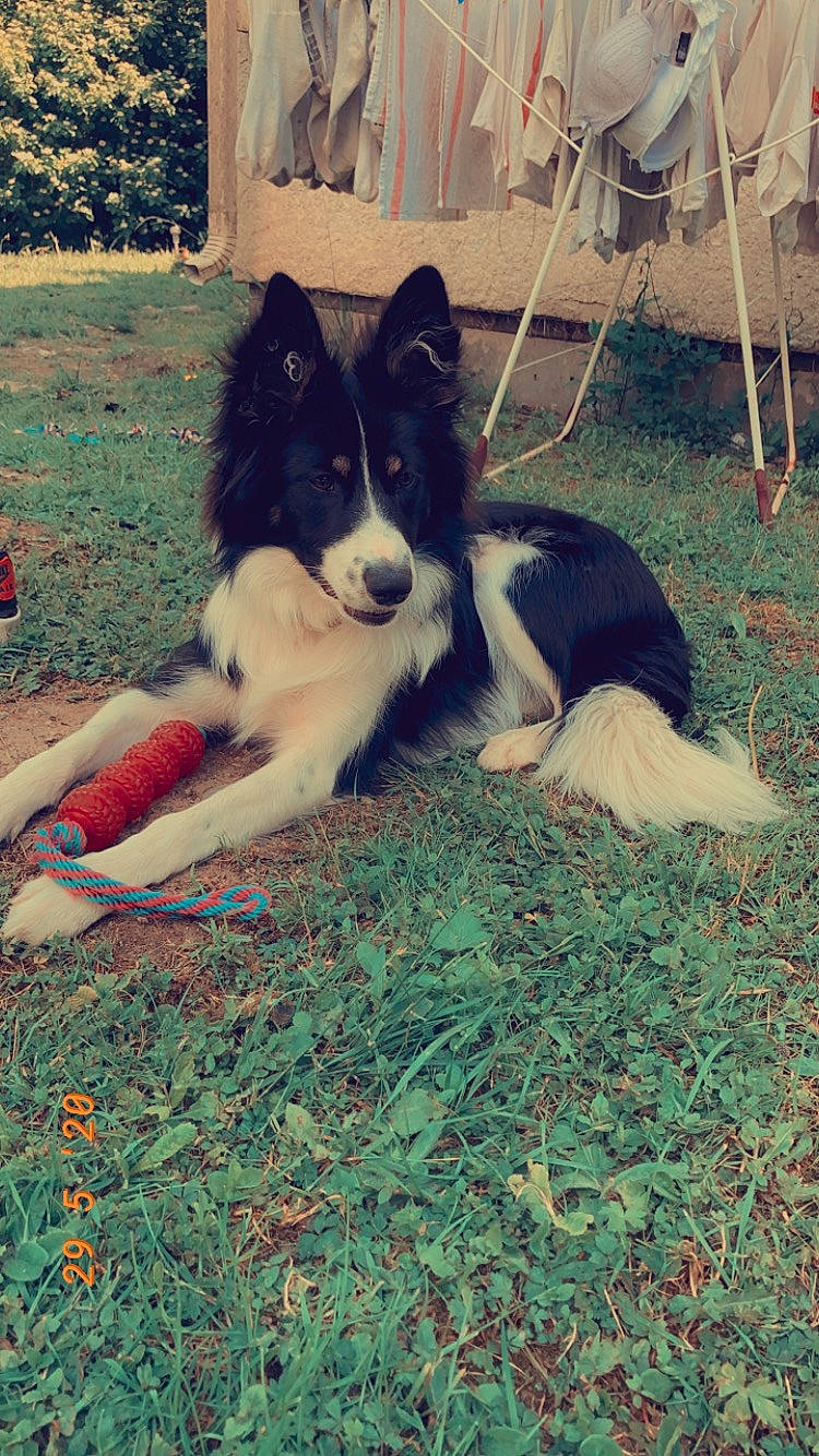 Pearly a rejoint le concours — aidez-le/la à gagner de superbes lots ! border_collie, canidae, carnivore, collie, companion_dog, dog, dog_breed, herding_dog, laika, mammal, rare_breed_dog, rough_collie, siberian_husky, sporting_group, vertebrate, working_dog