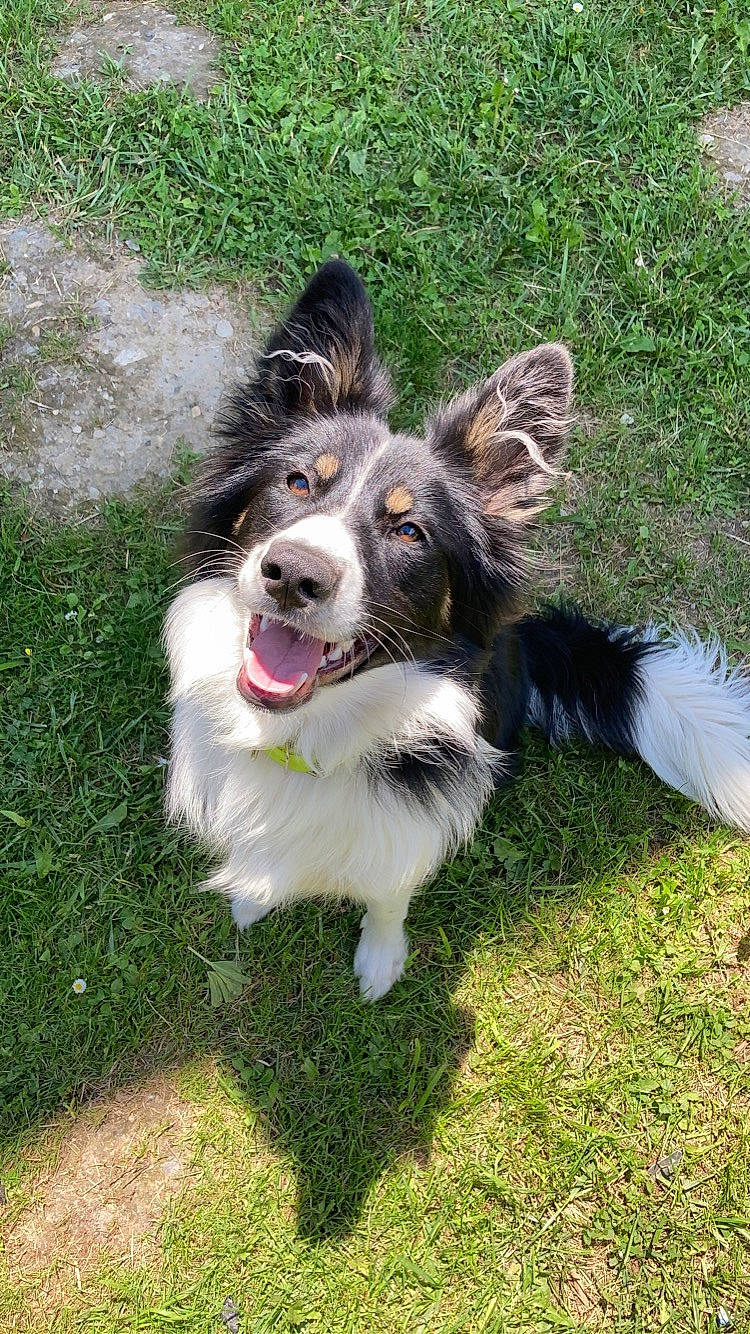 Pearly a rejoint le concours — aidez-le/la à gagner de superbes lots ! australian_collie, border_collie, canidae, carnivore, collie, companion_dog, dog, dog_breed, english_shepherd, grass, herding_dog, mammal, rare_breed_dog, rough_collie, snout, sporting_group, vertebrate, welsh_sheepdog, working_dog