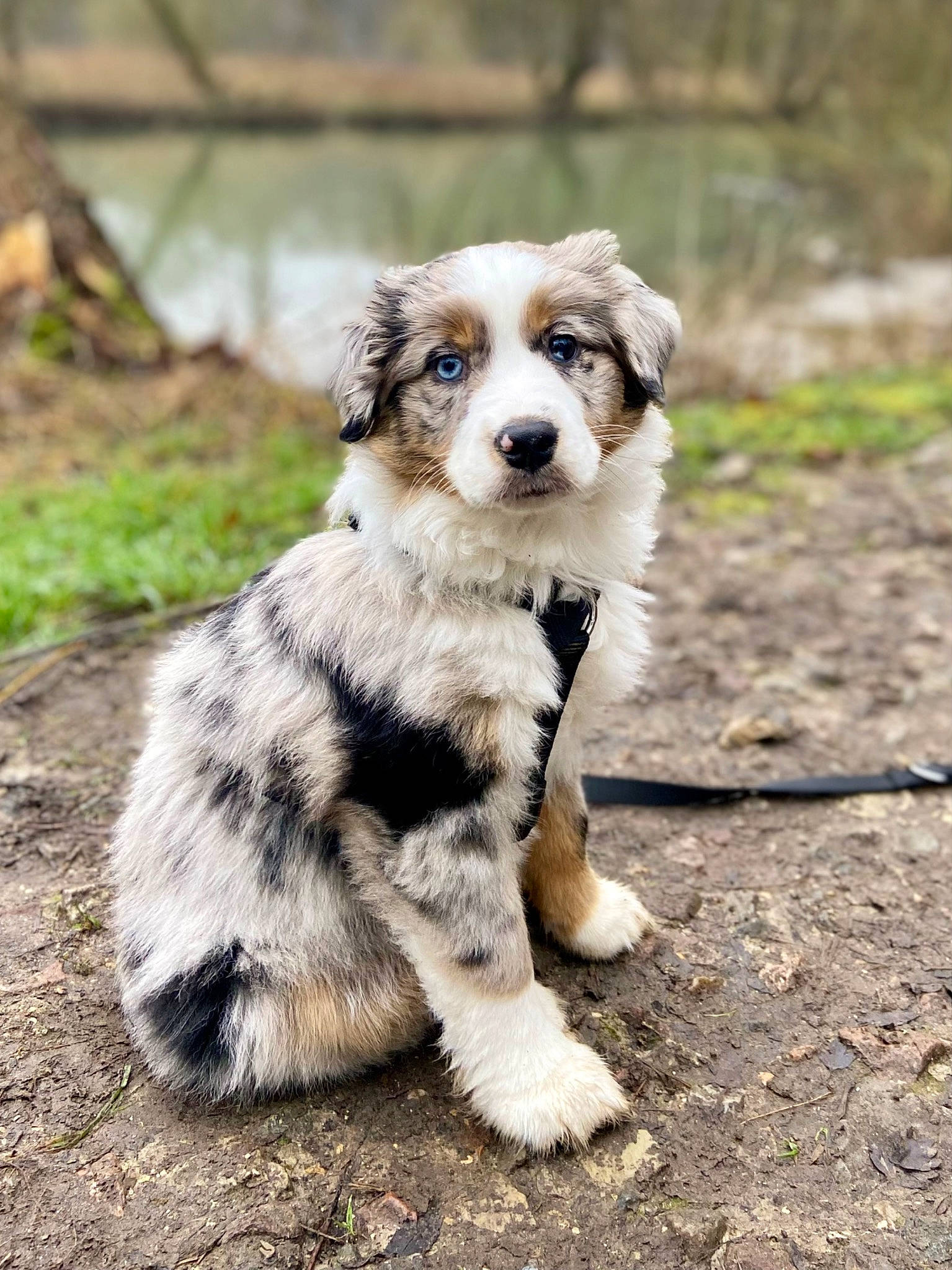 Suky a rejoint le concours — aidez-le/la à gagner de superbes lots ! australian_shepherd, border_collie, canidae, carnivore, companion_dog, dog, dog_breed, fur, grass, herding_dog, plant, snout, soil, sporting_group, street_dog, terrestrial_animal, water, wildlife, working_animal, working_dog
