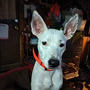 Piper is registered to the contest to win money with this photo: animal, canine, clutter, collar, curious, dog, domestic, ears, face, fur, furniture, home, indoors, looking, mammal, pet, portrait, room, sitting, white_dog