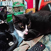 Pablo is registered to the contest to win money with this photo: cat, black_and_white_cat, animal, pet, tongue_out, blanket, remote_control, laundry_basket, snack_box, indoor, resting, fur, whiskers, close_up, household, relaxed, two_cats, domestic, mammal, cozy