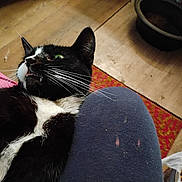 Pablo joined the competition — help win amazing prizes! animal, black_and_white, cat, close_up, clothing, cute, feline, floor, fur, household_items, indoor, lap, looking_up, person, pet, relaxed, resting, rug, tuxedo_cat, whiskers