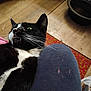 animal, black_and_white, cat, close_up, clothing, cute, feline, floor, fur, household_items, indoor, lap, looking_up, person, pet, relaxed, resting, rug, tuxedo_cat, whiskers