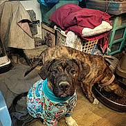 Moose joined the competition — help win amazing prizes! dog, puppy, brindle_dog, dog_pajamas, pet, pet_portrait, looking_at_camera, eating, dog_food, food_bowl, indoor, cluttered_room, laundry_basket, blanket, towel, wooden_floor, storage_bins, framed_photo, paw, sibling_dog