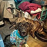 blanket, brindle_dog, cluttered_room, dog, dog_food, dog_pajamas, eating, food_bowl, framed_photo, indoor, laundry_basket, looking_at_camera, paw, pet, pet_portrait, puppy, sibling_dog, storage_bins, towel, wooden_floor