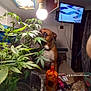 Blueberrie is registered to the contest to win money with this photo: carnivore, companion_dog, display_device, dog, dog_breed, fawn, flat_panel_display, flowerpot, herb, houseplant, led_backlit_lcd_display, leisure, plant, room, television, television_set, terrestrial_plant, vertebrate, working_animal