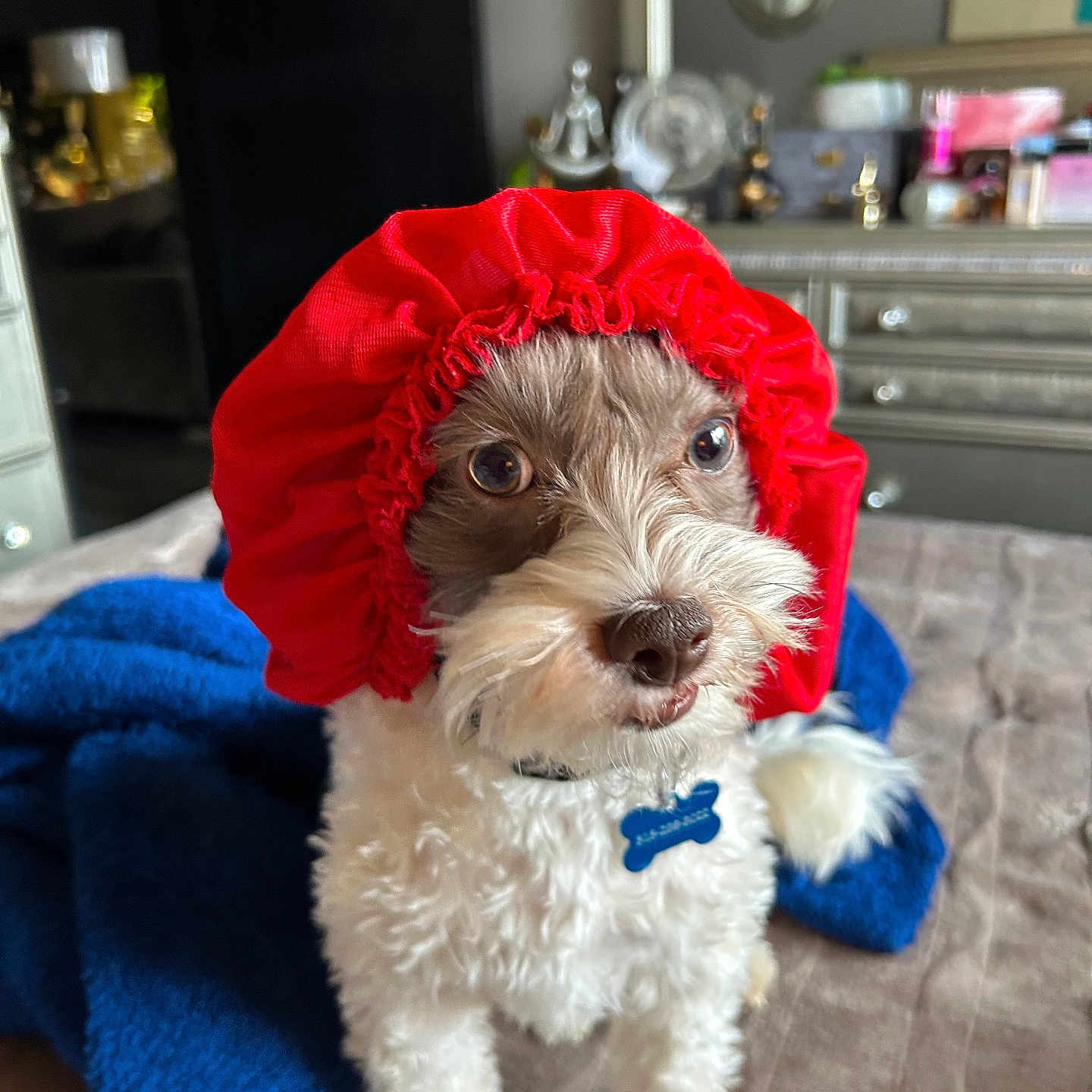 Bubba joined the competition — help win amazing prizes! animal, bed, blanket, blue_tag, collar, cozy, curious, cute, decor, dog, expression, fluffy, fur, furniture, home, indoor, pet, portrait, red_bonnet, small_dog