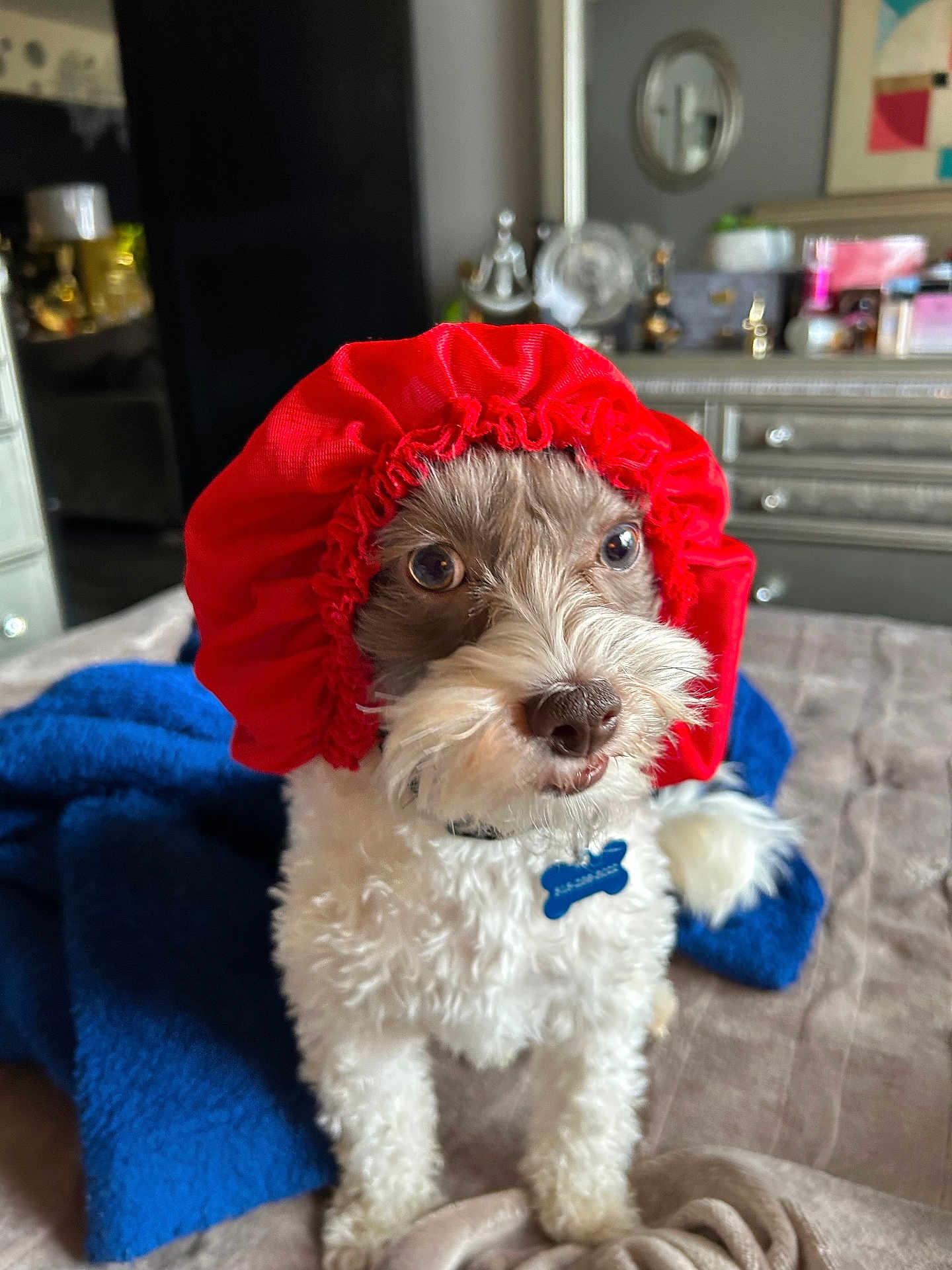 Bubba joined the competition — help win amazing prizes! dog, pet, red_bonnet, bed, blanket, indoor, fur, curious, cute, small_dog, home, furniture, decor, collar, blue_tag, animal, portrait, cozy, fluffy, expression