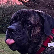 Yogy joined the competition — help win amazing prizes! dog, brindle, collar, tongue_out, outdoor, grass, trees, pet, canine, nature, animal, portrait, close_up, red_collar, playful, muzzle, ears, fur, daytime, sky